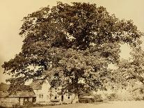 Oak in Summer-Edward Fox-Mounted Photographic Print