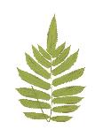 Pteris Leptophylla-Edward Joseph Lowe-Giclee Print