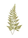 Aspidium Glandulosum-Edward Joseph Lowe-Giclee Print