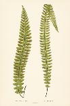 Pteris Leptophylla-Edward Joseph Lowe-Giclee Print