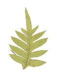 Pteris Leptophylla-Edward Joseph Lowe-Laminated Giclee Print