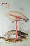 Hyacinthine Macaw - Hyacinthine Anodorhynchus Leari-Edward Lear-Art Print