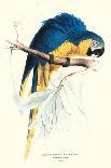 Red and Yellow Macaw - Ara Macao-Edward Lear-Art Print