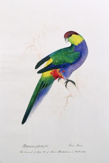 Giclee Print, , large