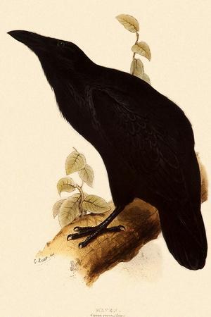 Raven, Corvus Corax