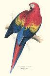 The Crimson Bird, from Sixteen Drawings of Comic Birds-Edward Lear-Giclee Print