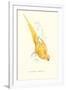 Gramercy White