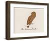 Edward Lear, the Bird Book: the Brown Bird (Colour Litho)-Edward (after) Lear-Framed Giclee Print