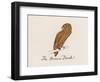 Edward Lear, the Bird Book: the Brown Bird (Colour Litho)-Edward (after) Lear-Framed Giclee Print