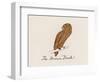 Edward Lear, the Bird Book: the Brown Bird (Colour Litho)-Edward (after) Lear-Framed Giclee Print