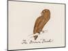 Edward Lear, the Bird Book: the Brown Bird (Colour Litho)-Edward (after) Lear-Mounted Giclee Print