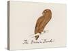 Edward Lear, the Bird Book: the Brown Bird (Colour Litho)-Edward (after) Lear-Stretched Canvas