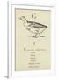 Gramercy White
