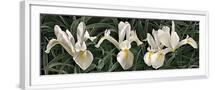 White Frame