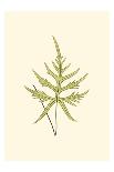 Woodland Ferns VIII-Edward Lowe-Art Print