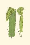 Lowes Fern IV-Edward Lowe-Art Print