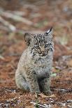 Bobcat (Lynx rufus) cub, sitting, Florida, USA-Edward Myles-Photographic Print