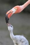 Caribbean Flamingo (Phoenicopterus ruber) adult, feeding three-day old chick on nest (captive)-Edward Myles-Photographic Print