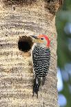 Red-bellied Woodpecker (Melanerpes carolinus) adult male, at nesthole in tree trunk, Florida, USA-Edward Myles-Photographic Print