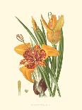 Striking Lilies II-Edward Step-Laminated Art Print