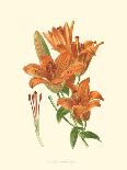 Striking Lilies II-Edward Step-Laminated Art Print