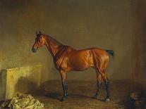 A Portrait of 'Marshall' a Bay Racehorse, in a Stall-Edward Troye-Premium Giclee Print