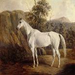 A Portrait of 'Marshall' a Bay Racehorse, in a Stall-Edward Troye-Stretched Canvas