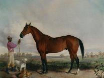 A Portrait of 'Marshall' a Bay Racehorse, in a Stall-Edward Troye-Stretched Canvas