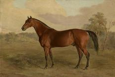 A Portrait of 'Marshall' a Bay Racehorse, in a Stall-Edward Troye-Premium Giclee Print