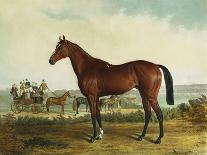 A Portrait of 'Marshall' a Bay Racehorse, in a Stall-Edward Troye-Giclee Print