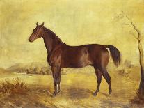 A Portrait of 'Marshall' a Bay Racehorse, in a Stall-Edward Troye-Giclee Print