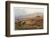 Edward VII Grouse Moor at Balmoral - One of His Favourite Hunting Grounds-null-Framed Photographic Print