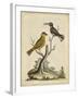 Edwards Bird Pairs IV-George Edwards-Framed Art Print