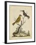 Edwards Bird Pairs IV-George Edwards-Framed Art Print