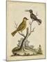 Edwards Bird Pairs IV-George Edwards-Mounted Art Print