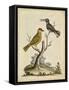 Edwards Bird Pairs IV-George Edwards-Framed Stretched Canvas