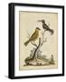 Edwards Bird Pairs IV-George Edwards-Framed Art Print