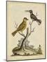 Edwards Bird Pairs IV-George Edwards-Mounted Art Print