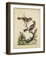 Edwards Bird Pairs VI-George Edwards-Framed Art Print