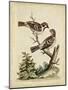Edwards Bird Pairs VI-George Edwards-Mounted Art Print