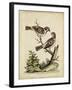 Edwards Bird Pairs VI-George Edwards-Framed Art Print