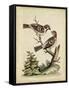 Edwards Bird Pairs VI-George Edwards-Framed Stretched Canvas