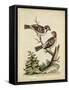 Edwards Bird Pairs VI-George Edwards-Framed Stretched Canvas