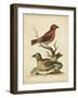 Edwards Cross Bills-George Edwards-Framed Art Print