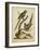 Edwards Parrots V-George Edwards-Framed Art Print