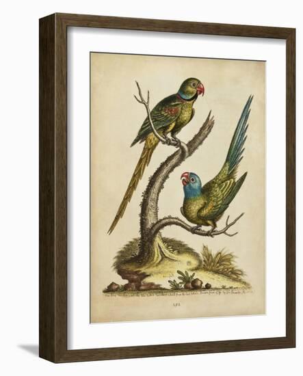 Edwards Parrots V-George Edwards-Framed Art Print