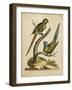 Edwards Parrots V-George Edwards-Framed Art Print