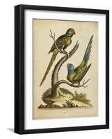 Edwards Parrots V-George Edwards-Framed Art Print