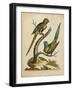 Edwards Parrots V-George Edwards-Framed Art Print