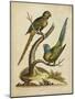 Edwards Parrots V-George Edwards-Mounted Art Print